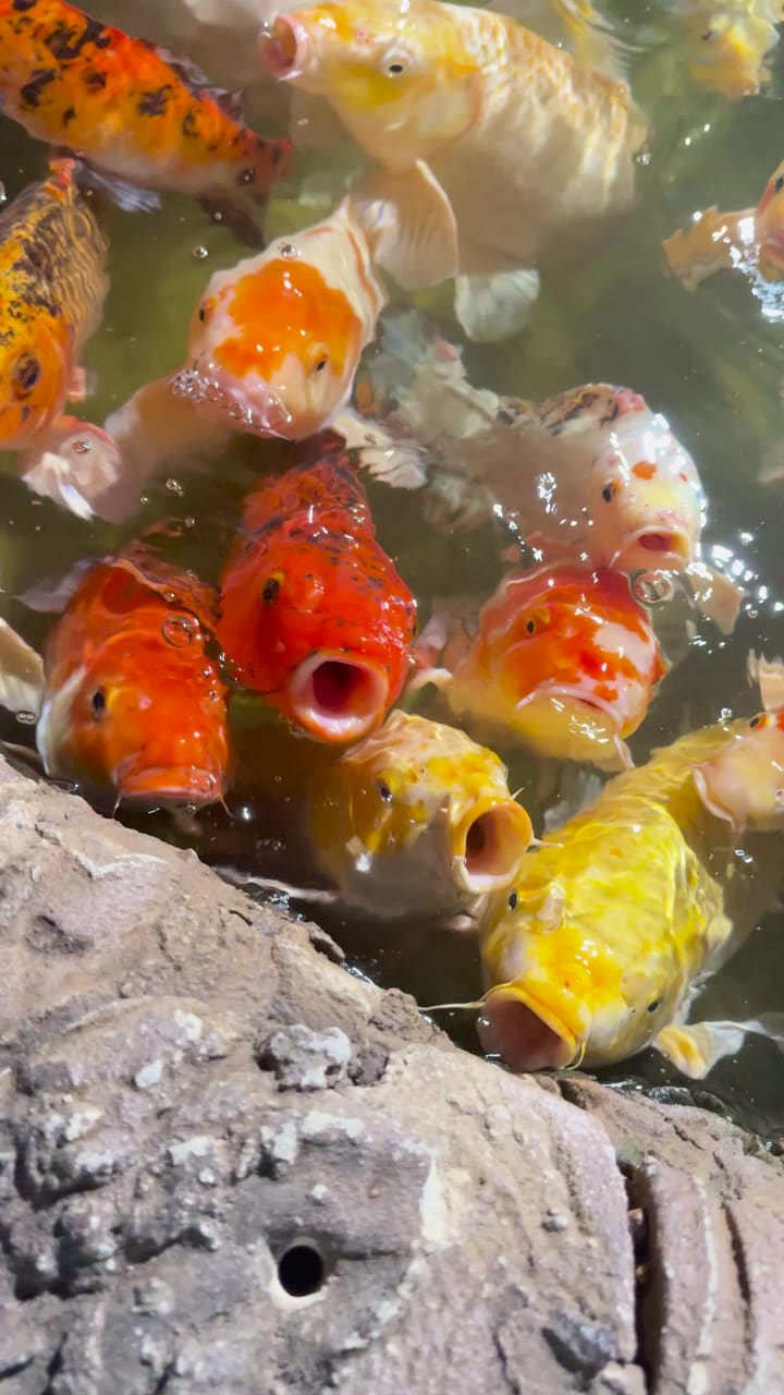 Video review of New York Aquarium