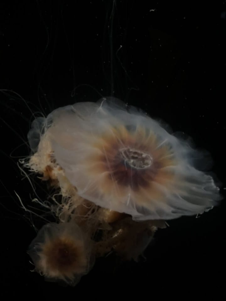 Video review of The Aquarium of the Pacific