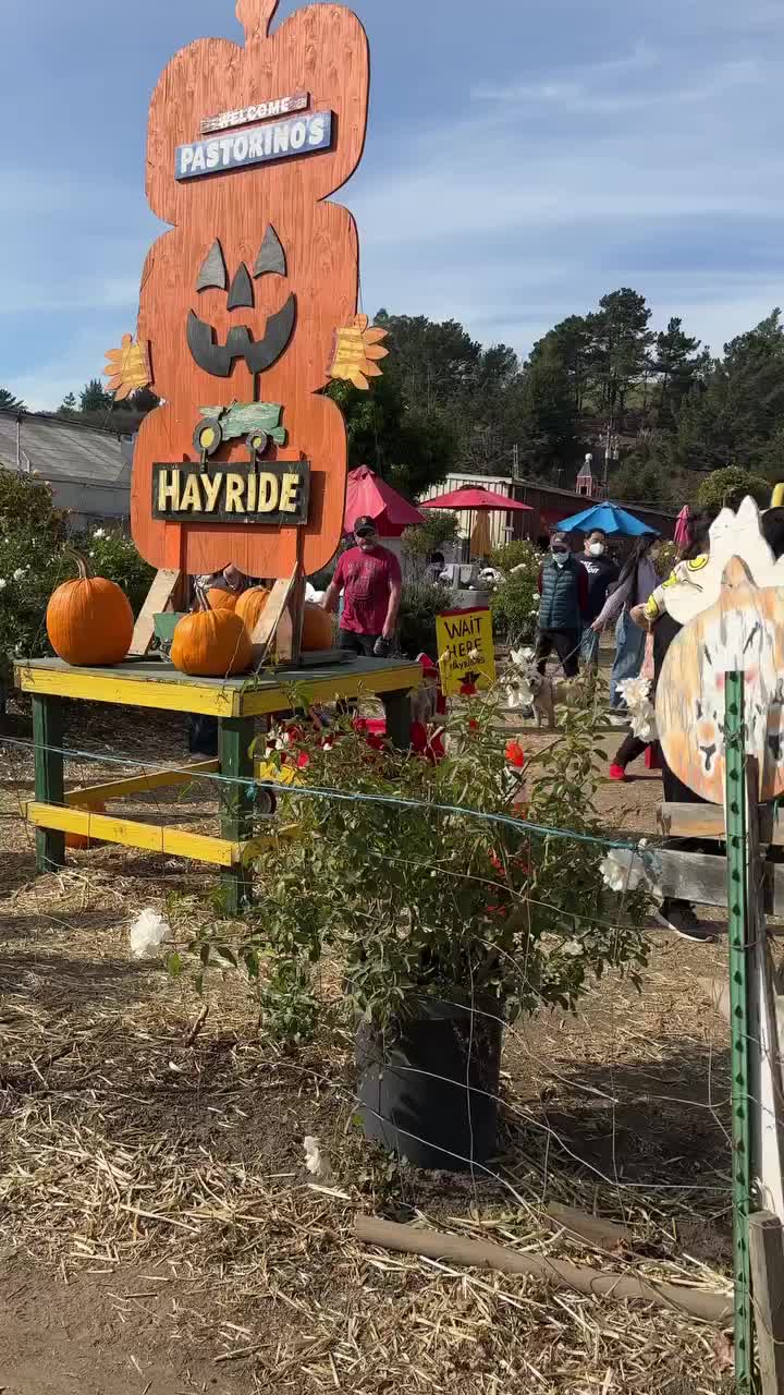 Pastorino's Pumpkin Farm
