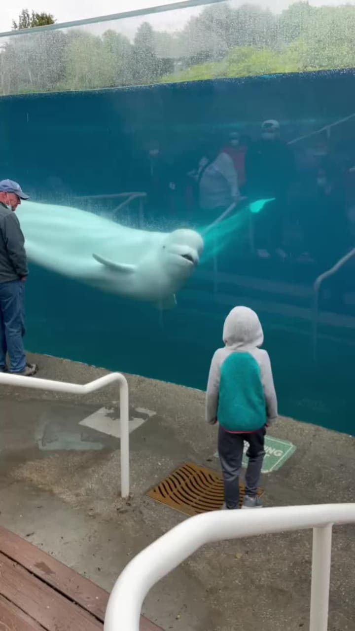 Video review of Mystic Aquarium
