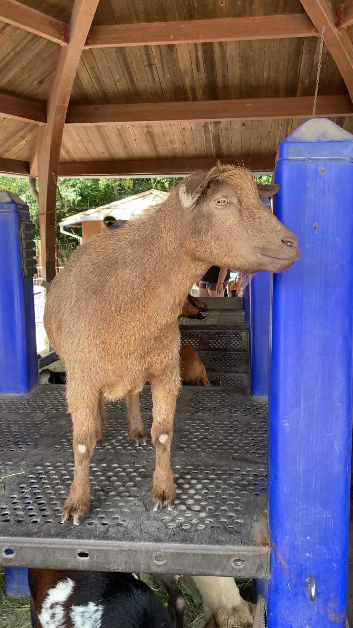 Animal Kingdom Affection Section