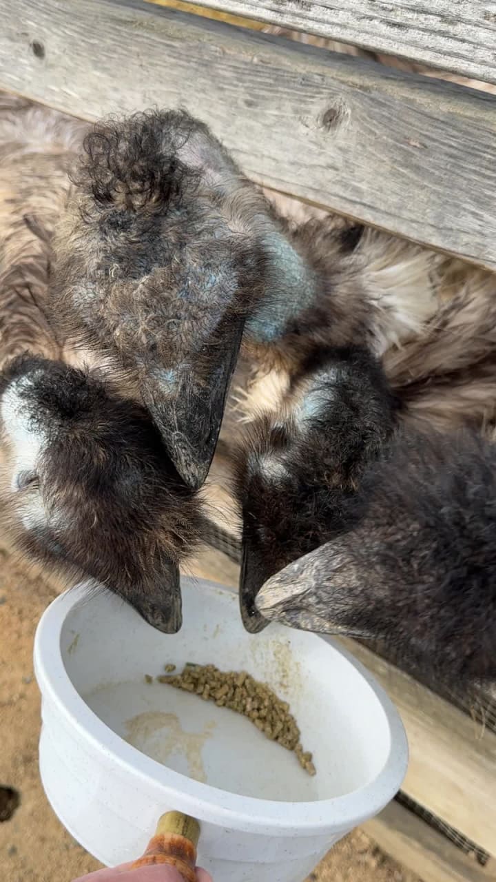 Video review of Ostrichland