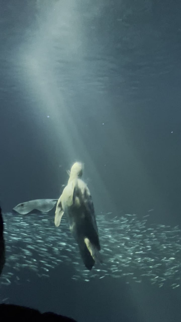 Monterey Bay Aquarium