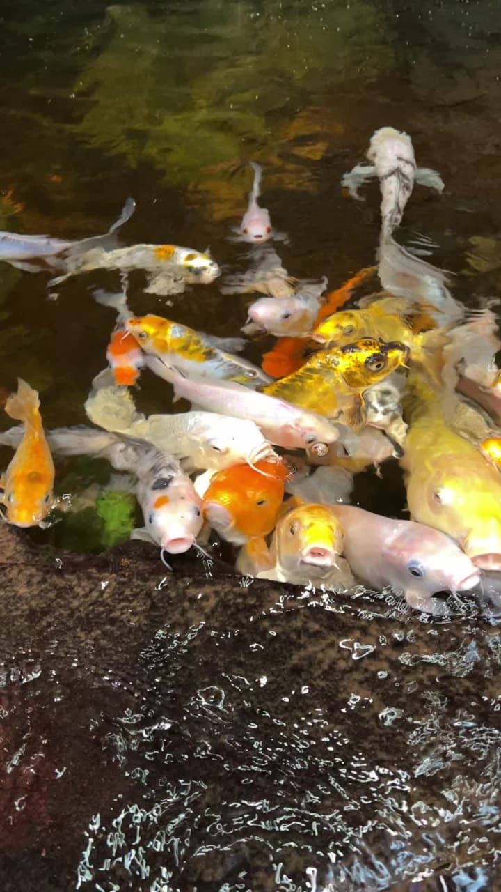 Video review of Big Al's Pet Supercentre