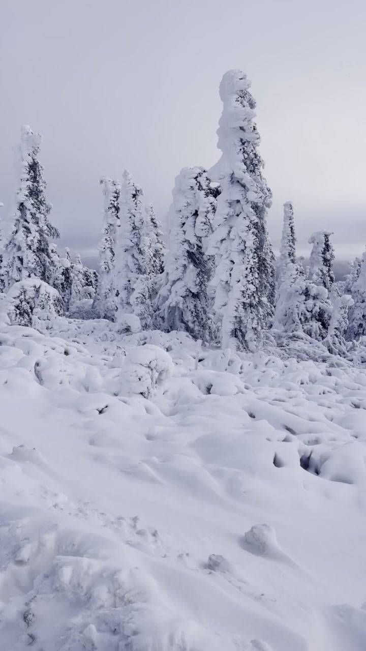 Northern Alaska Tour Company