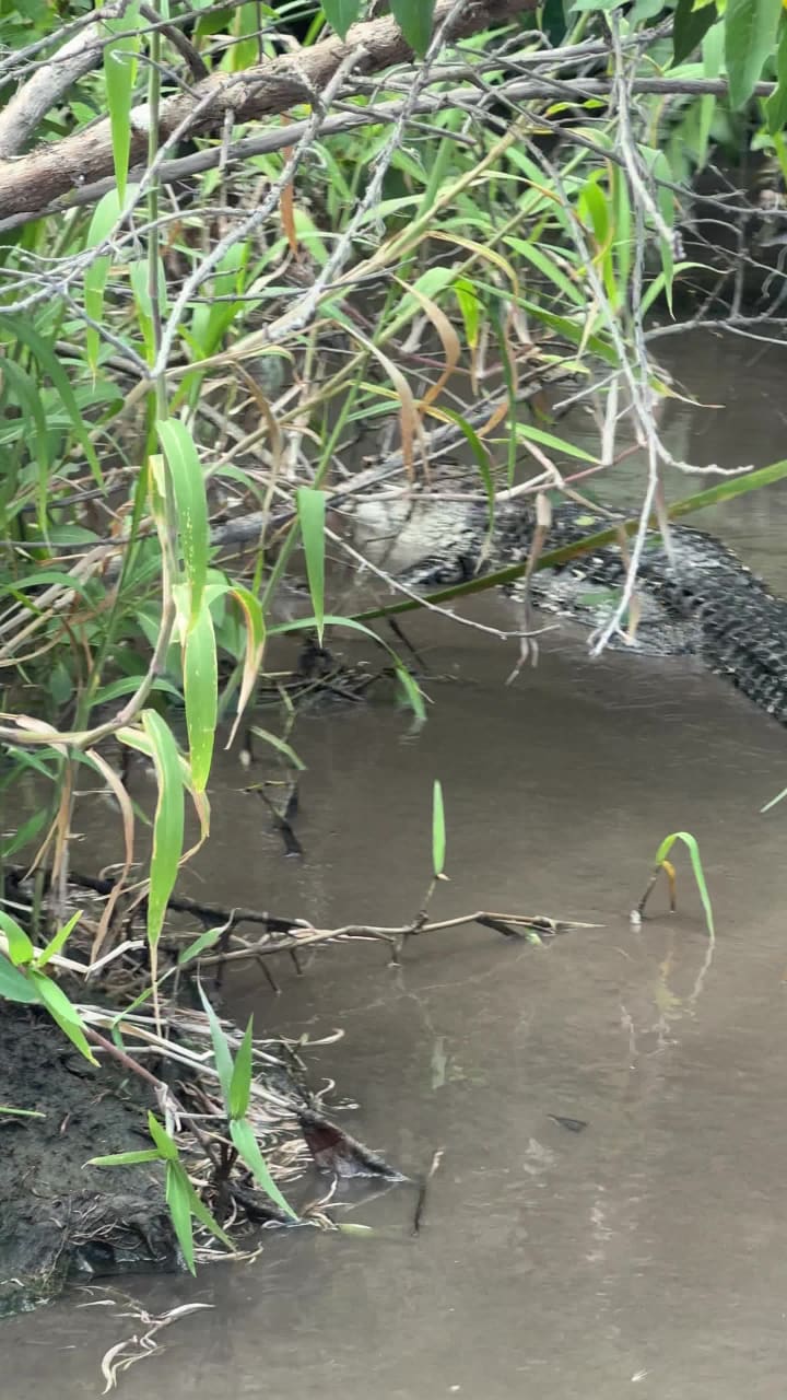 Video review of Everglades Alligator Farm