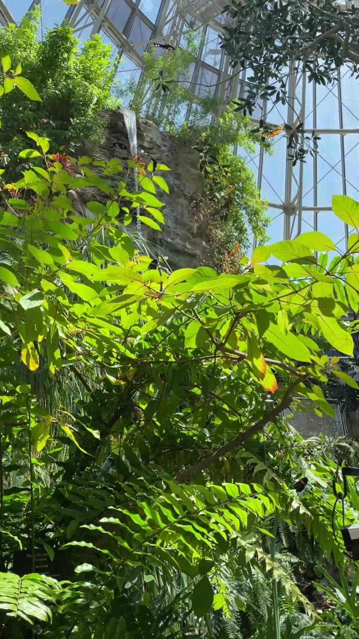 Cockrell Butterfly Center