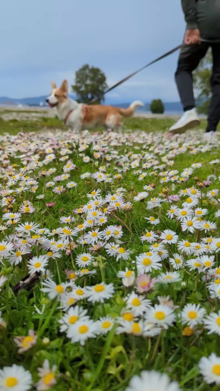 Video review of Vanier Park