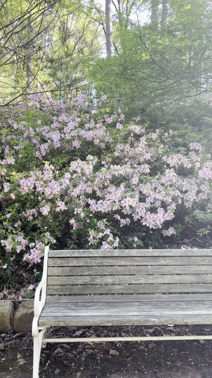 Video review of R. W. Norton Art Gallery