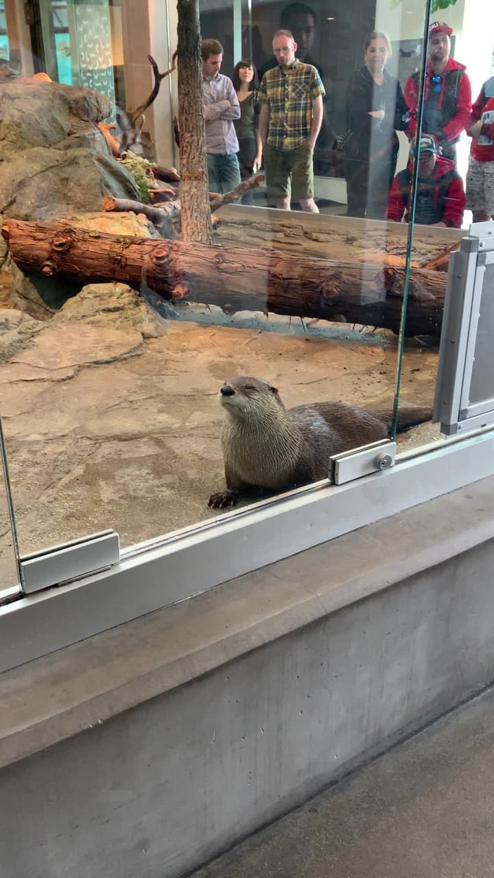 Video review of Aquarium of the Bay