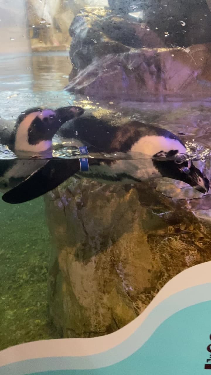 Video review of Audubon Aquarium of the Americas