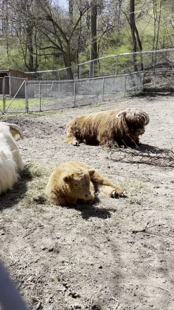 Video review of High Park Zoo