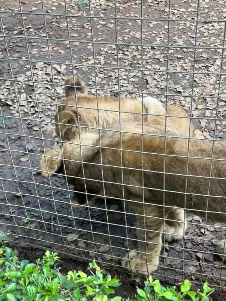 The Lion and Predator Park