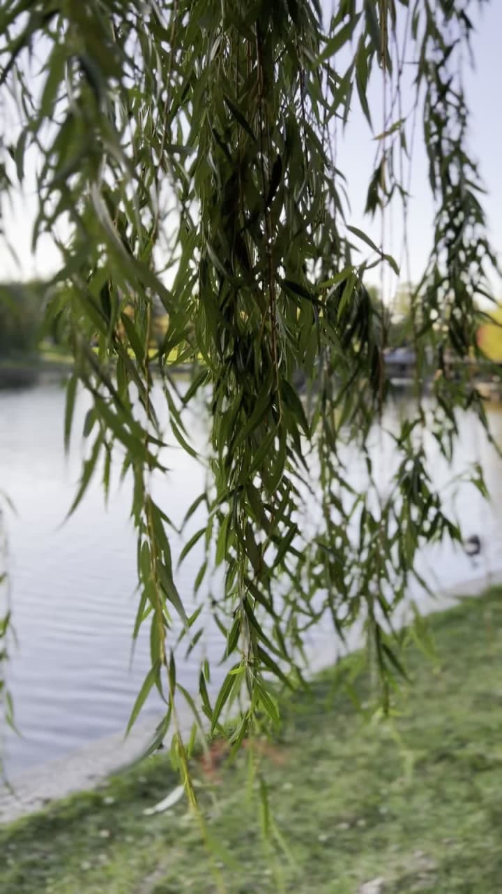 Video review of Boston Common