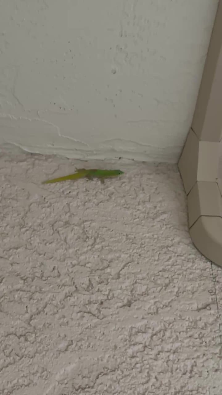 Video review of Mauna Kea Beach Hotel, Autograph Collection