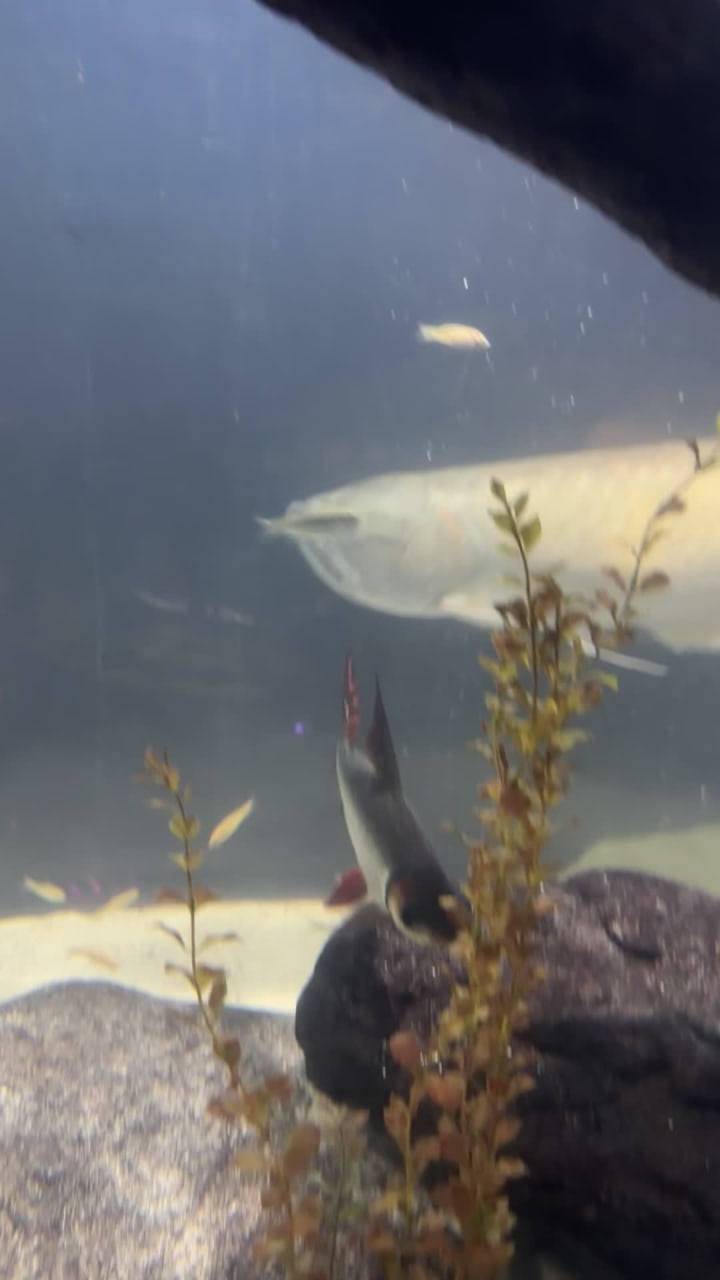 Rooftop Cafe at City Museum