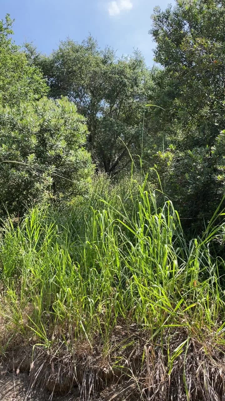 Sycamore Canyon Park