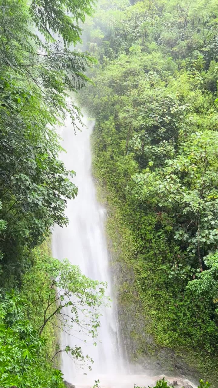 Manoa Falls