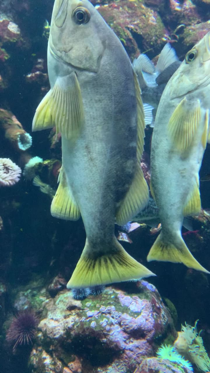 Video review of 6th Ave Aquarium and Flowers