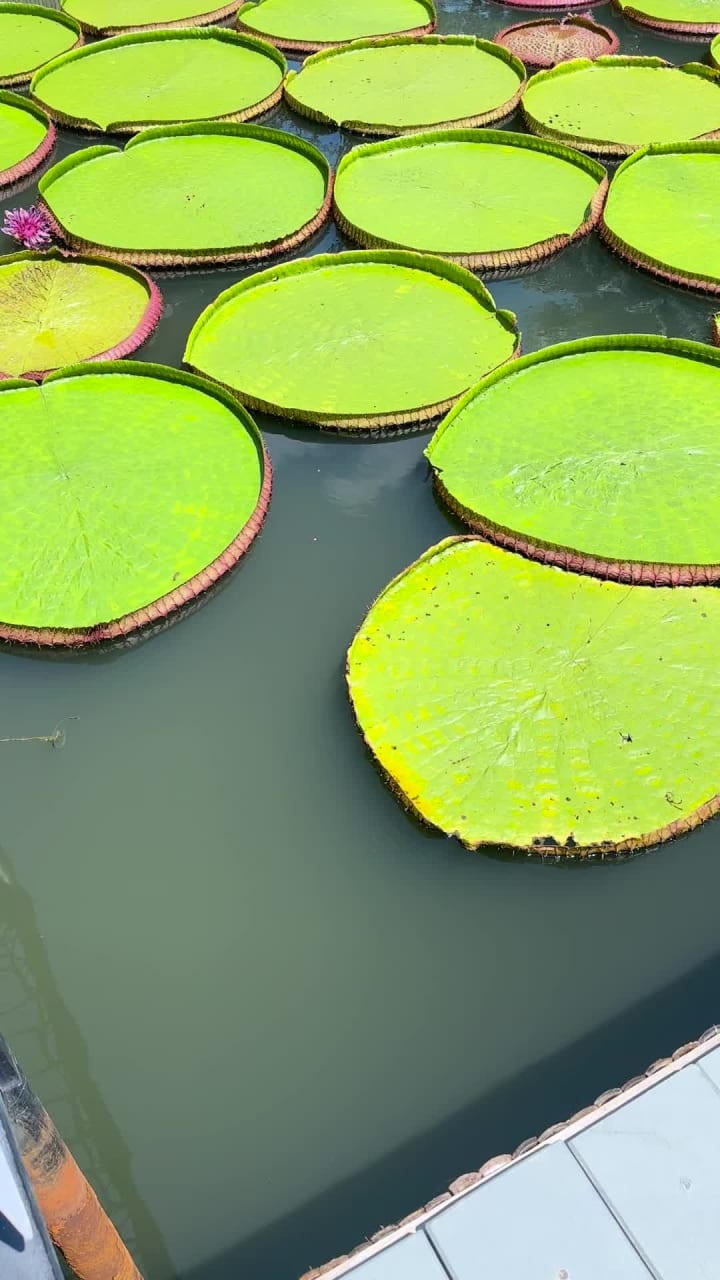 Ma Doo Bua (มา ดู บัว)