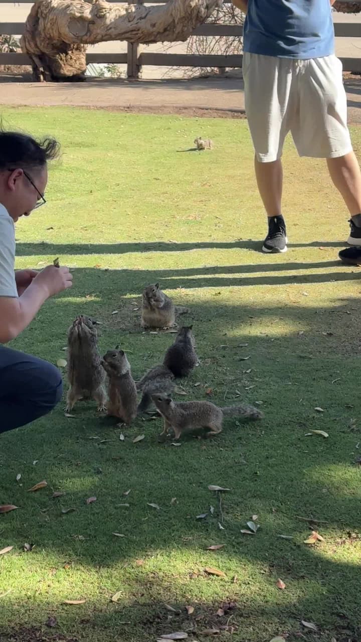 Video review of Palisades Park