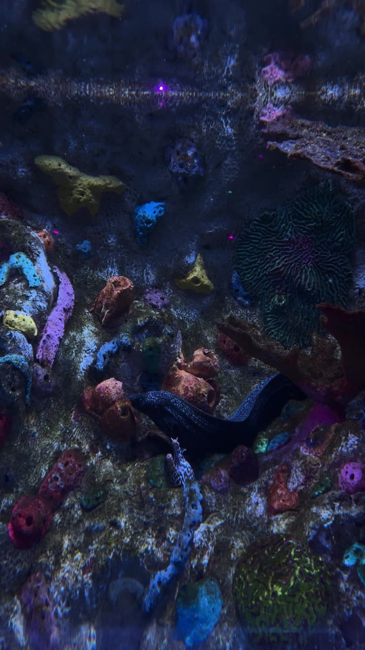 Video review of Ripley's Aquarium of the Smokies