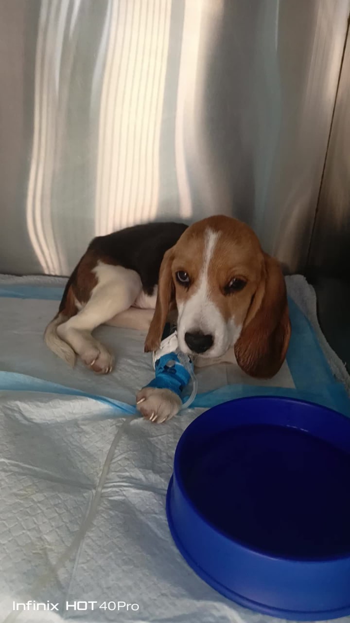 Gph Veterinary Clinic