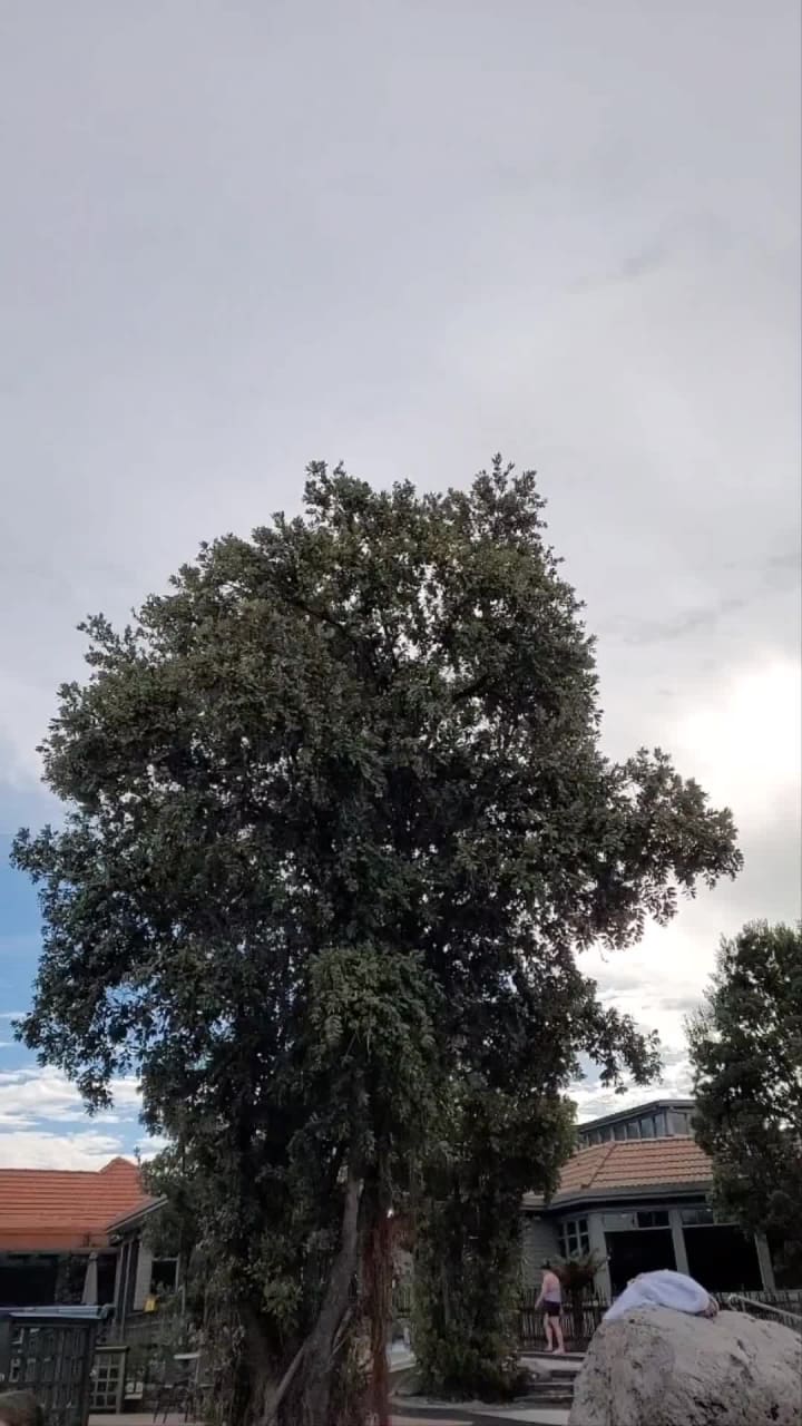 Video review of Polynesian Spa