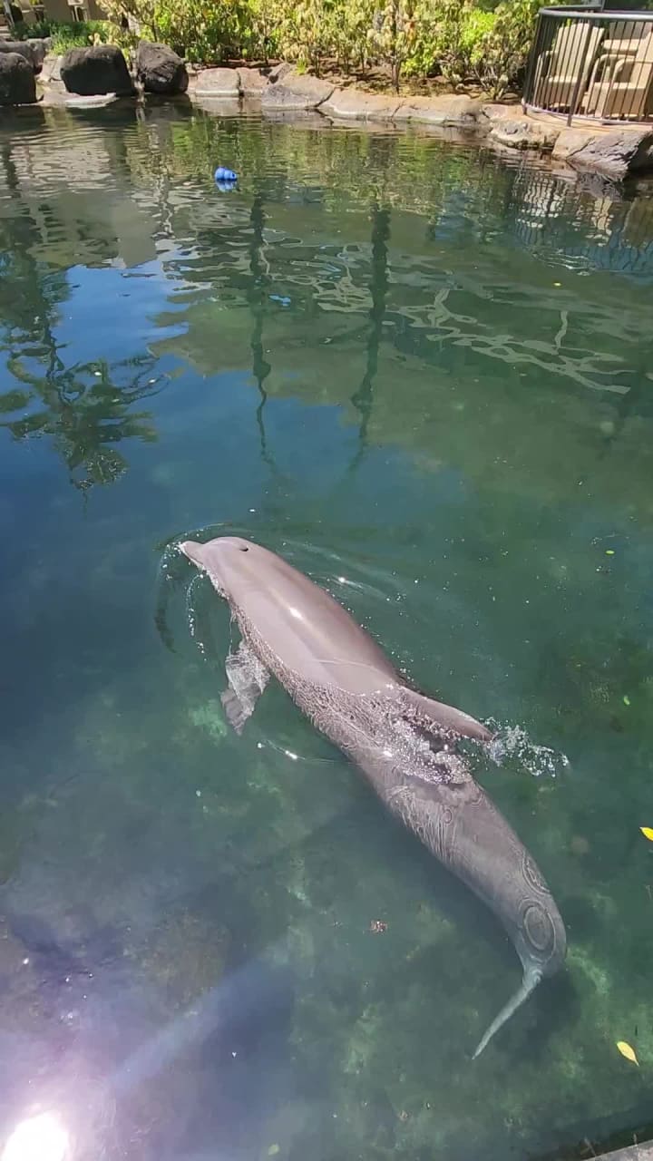 Video review of Dolphin Quest