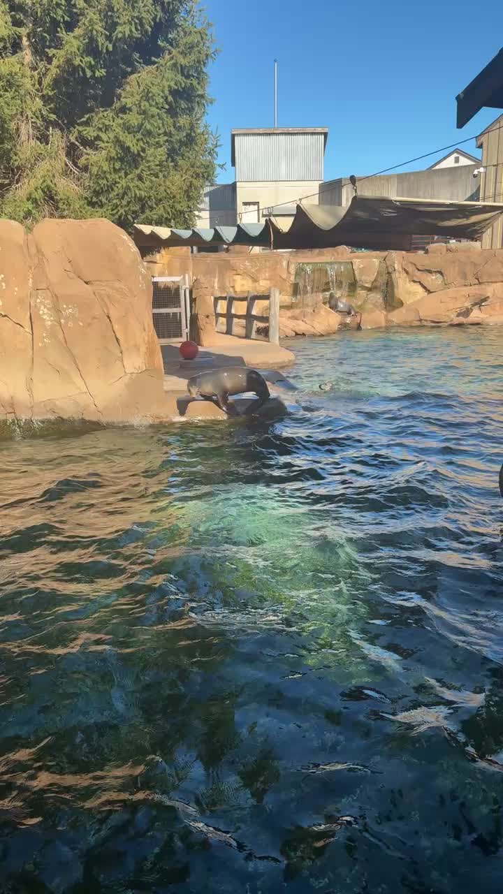 Video review of Louisville Zoo