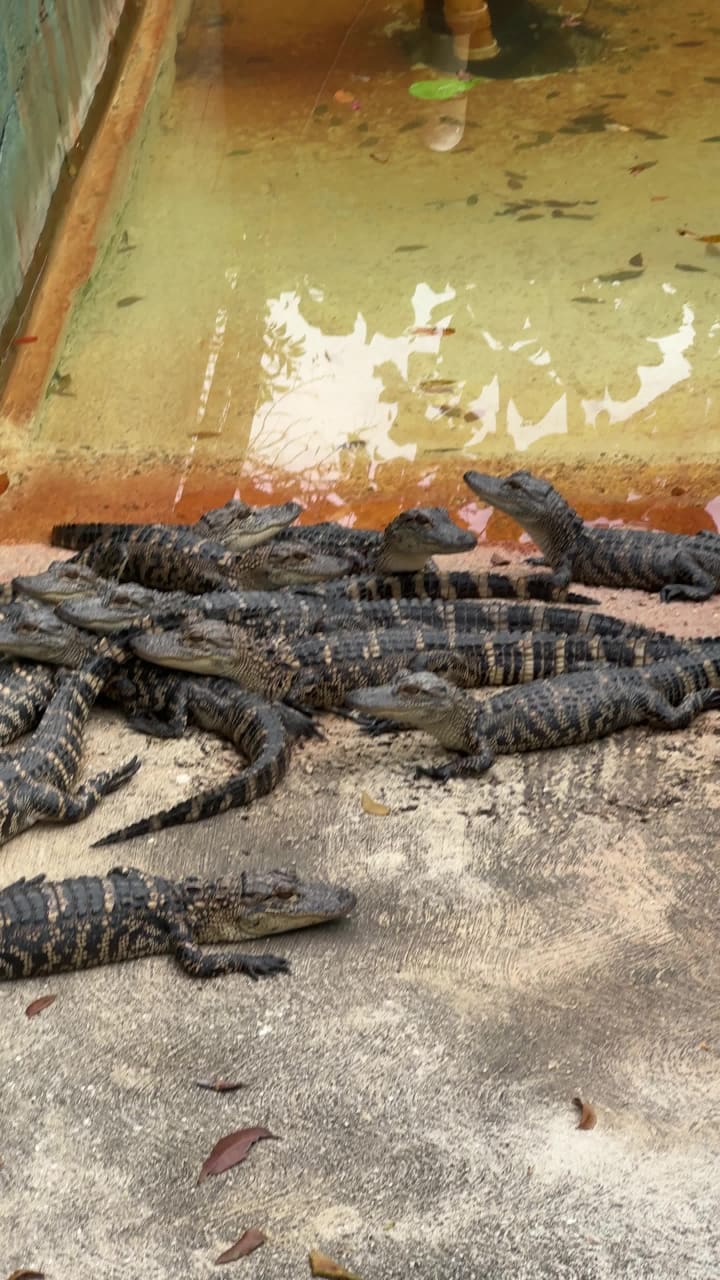 Video review of Gator Grill