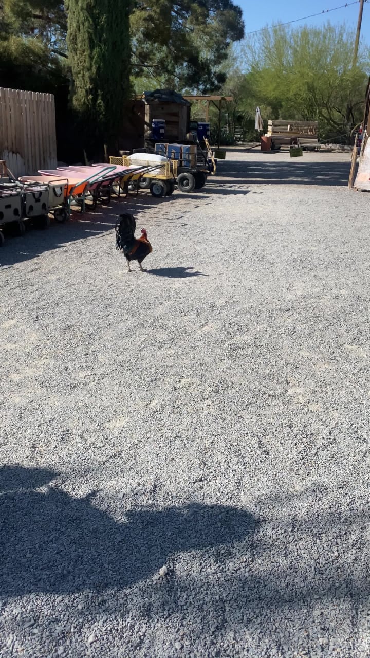 Video review of The Farm