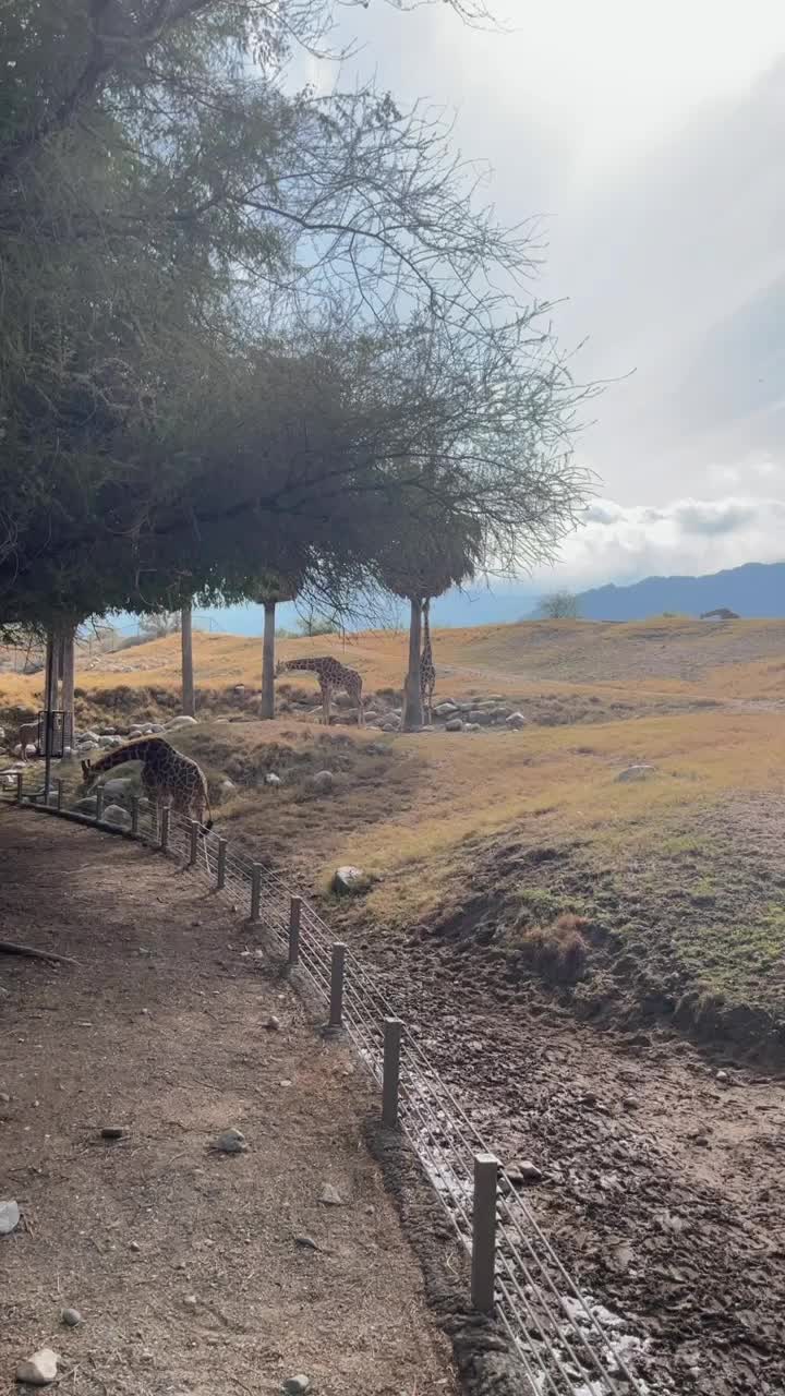 Video review of The Living Desert Zoo & Botanical Gardens