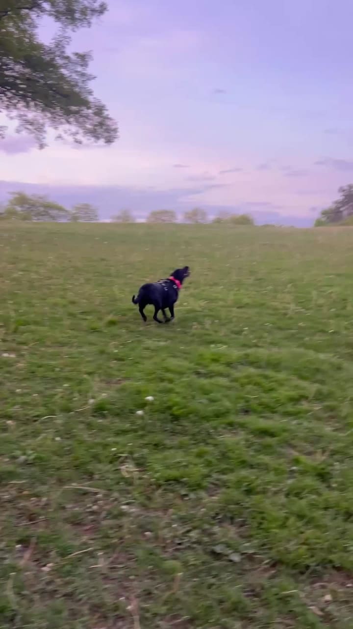 Currie Park Dog Exercise Area