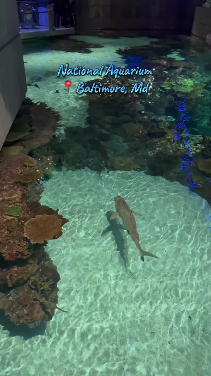 Video review of National Aquarium