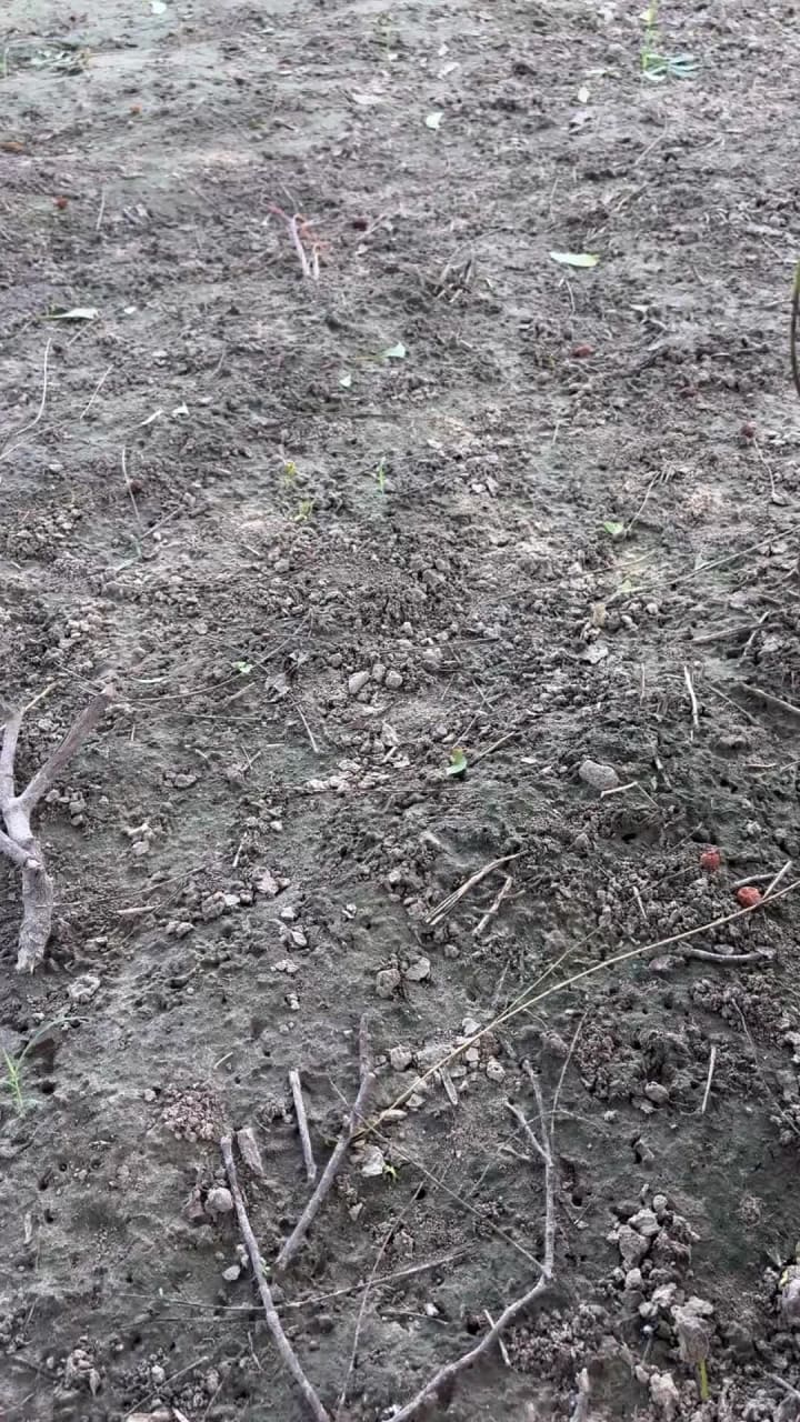 Hara Bhara Amritsari Dhaba