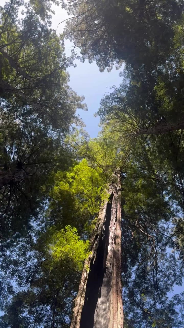 Lady Bird Johnson Grove