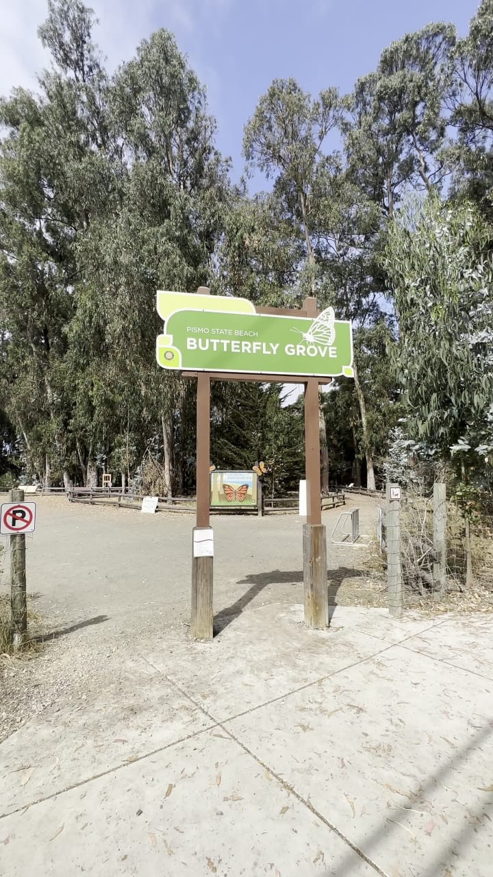 Monarch Butterfly Grove