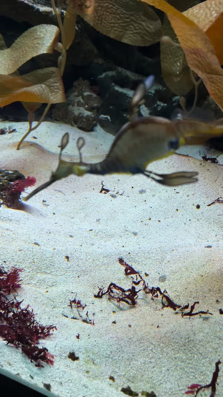 Video review of AMC Village Crossing 18