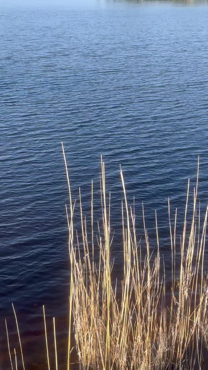 Video review of Old Florida Fish House & Bar