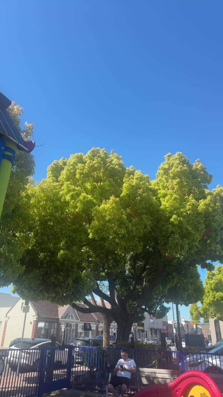 Burlingame Public Library