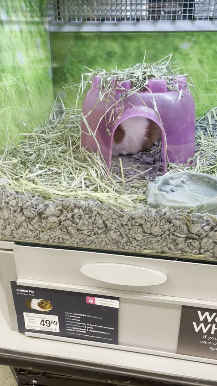 Video review of PetSmart