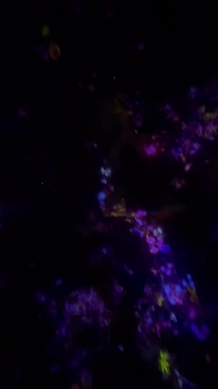 teamLab Planets TOKYO DMM