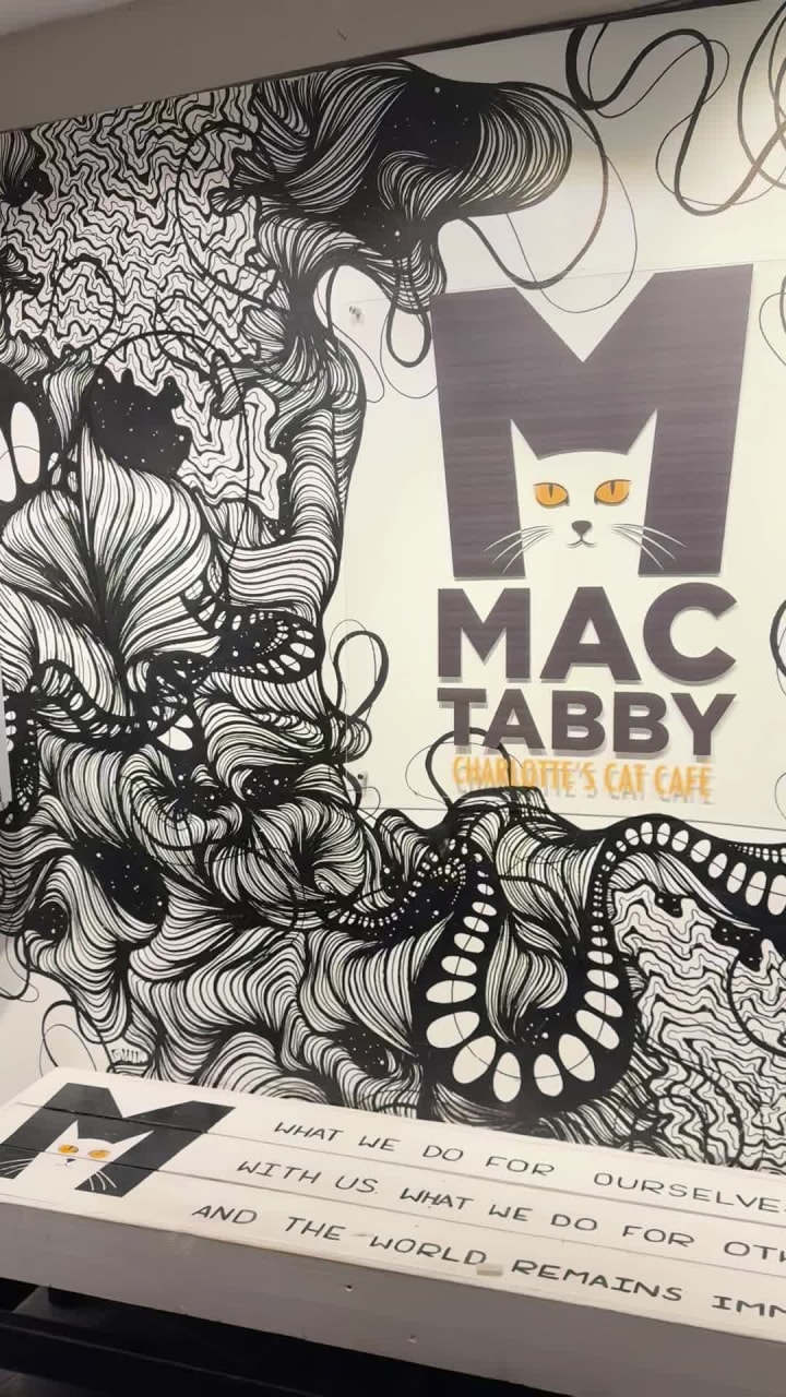Mac Tabby Cat Cafe
