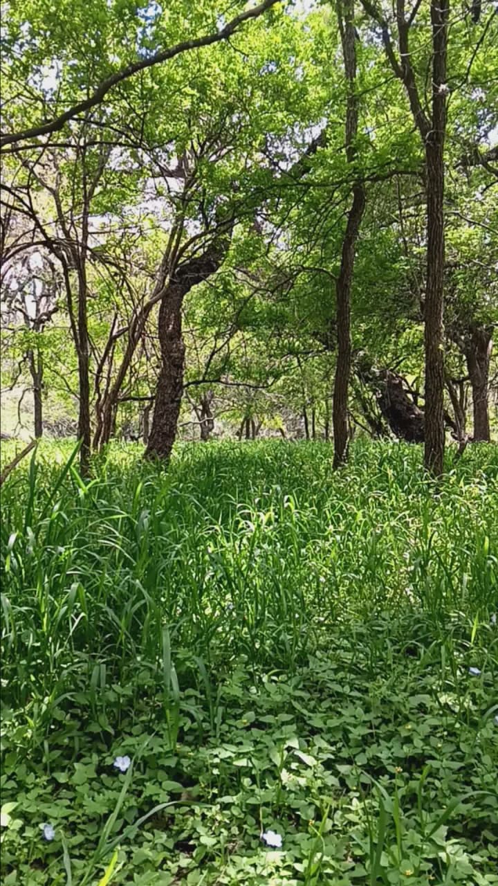 Video review of McAllister Park