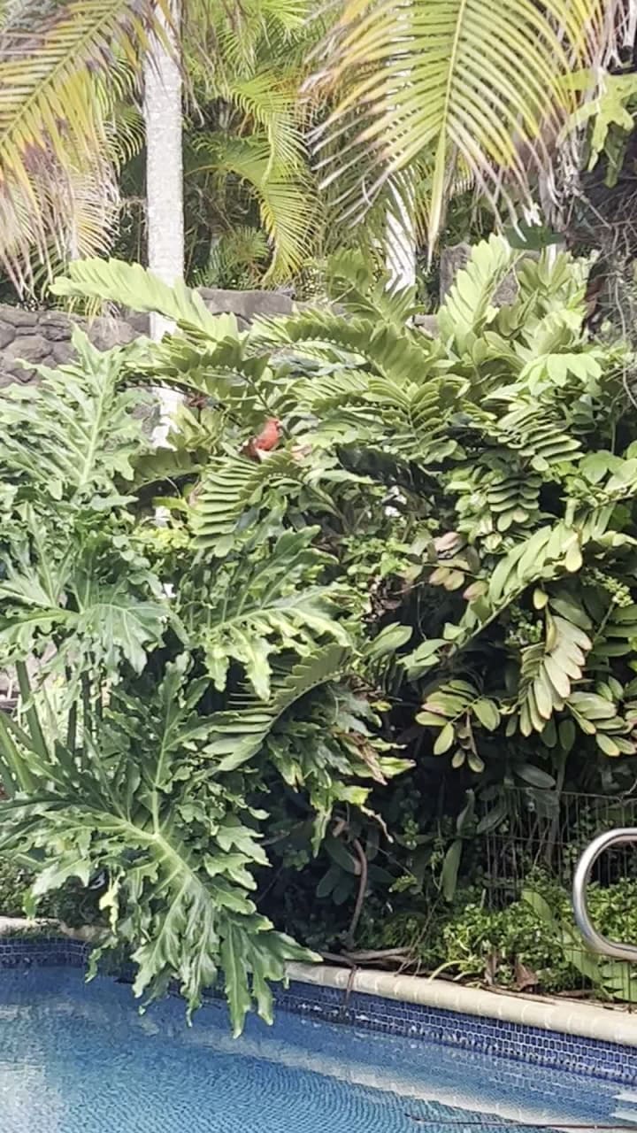 Hawaii Loa Ridge Trail