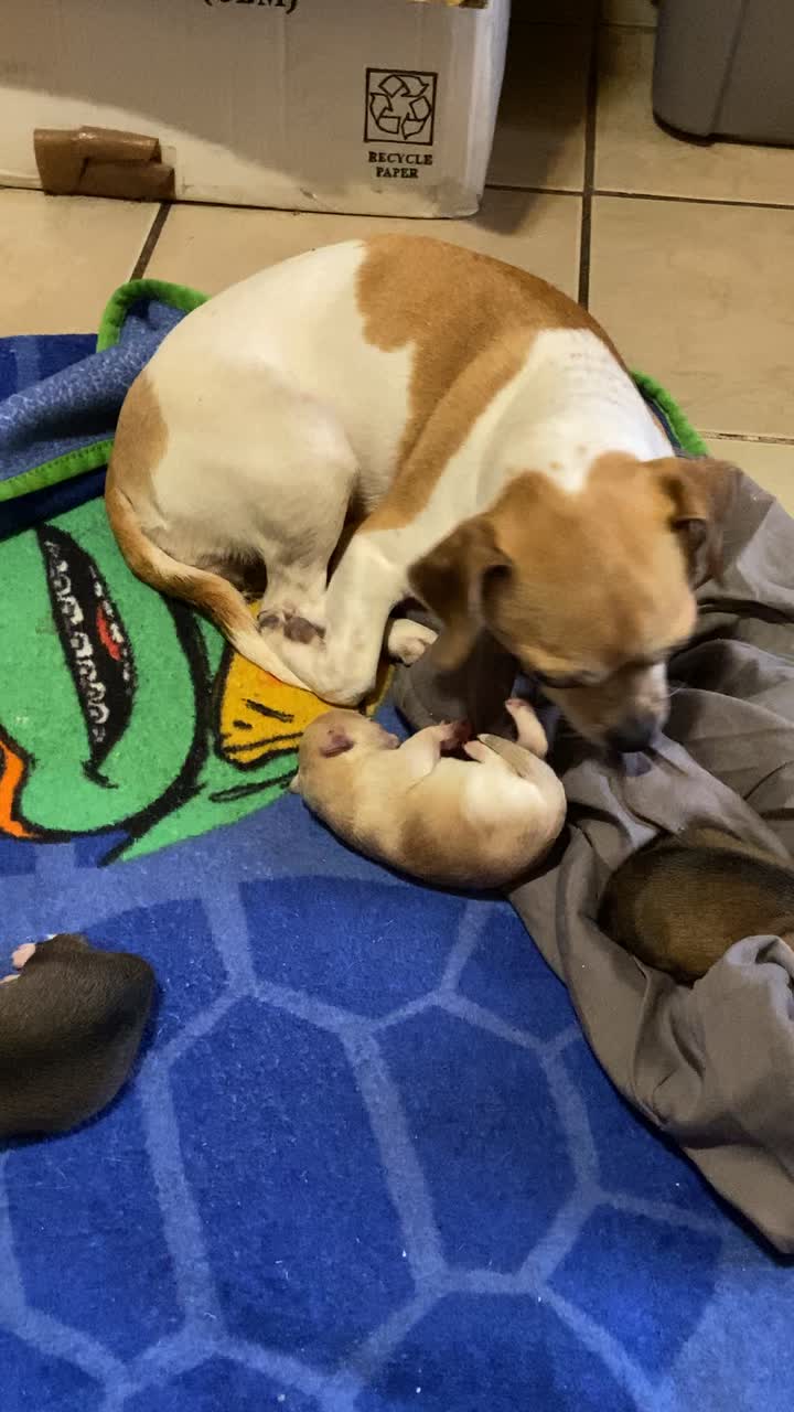 Mad Dogs British Pub