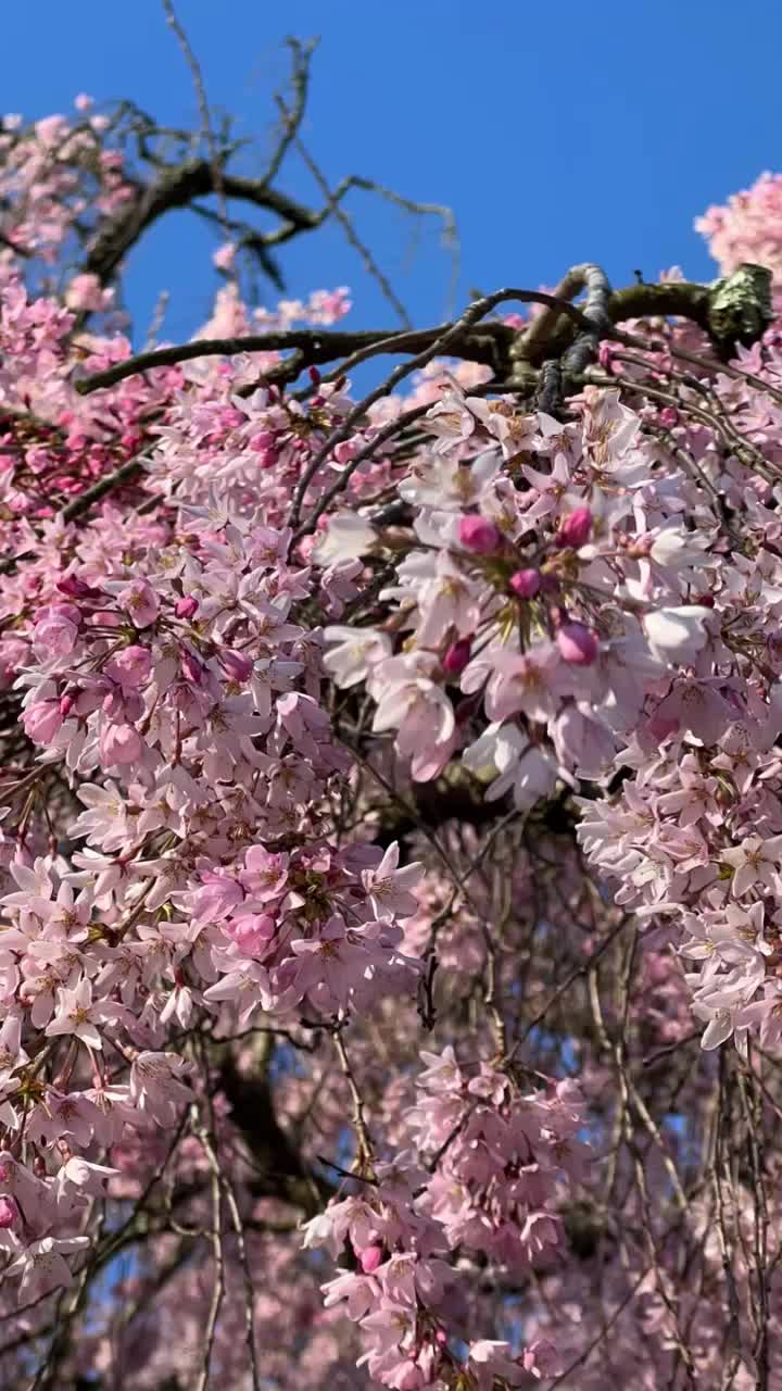 Video review of Fairmount Park