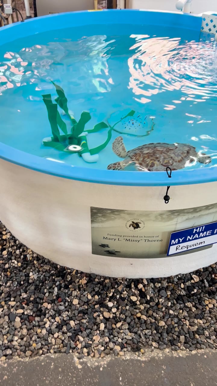 Video review of Georgia Sea Turtle Center