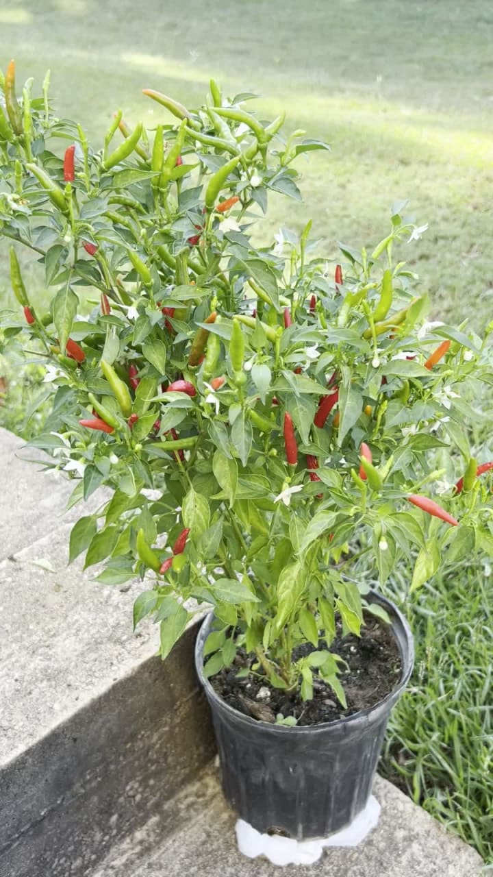 Video review of City Farmers Market